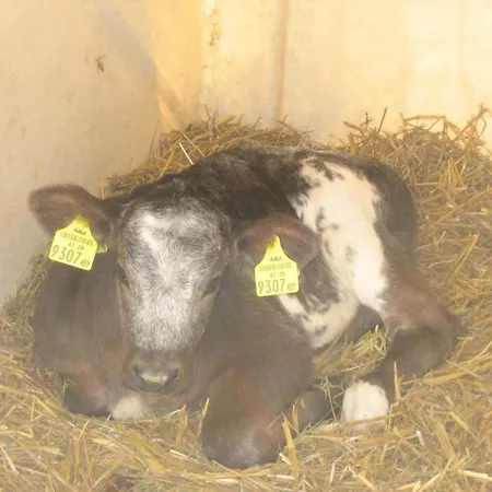 Funerhof Daire İnnsbruck