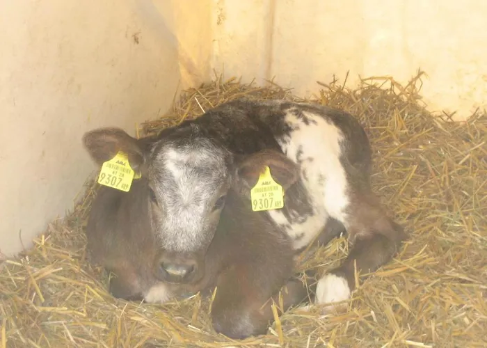 Funerhof Apartment Innsbruck